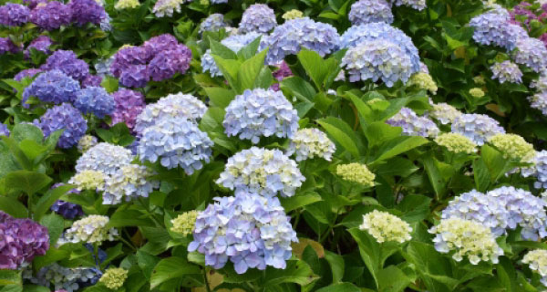 Hydrangea street